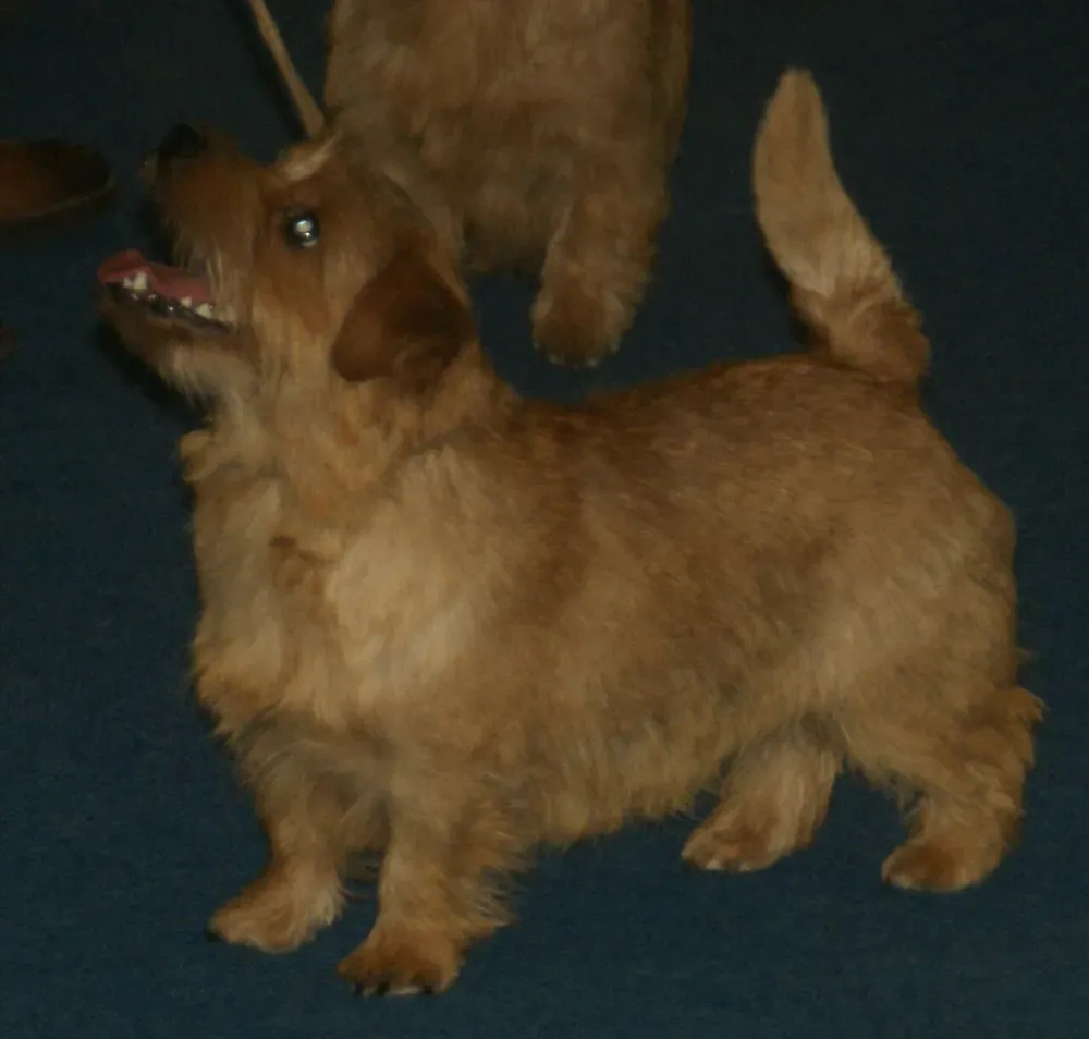 Norfolk terrier: foto 5