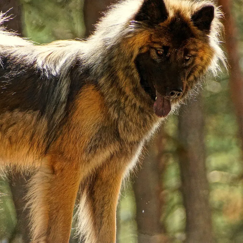 Eurasier: foto 5