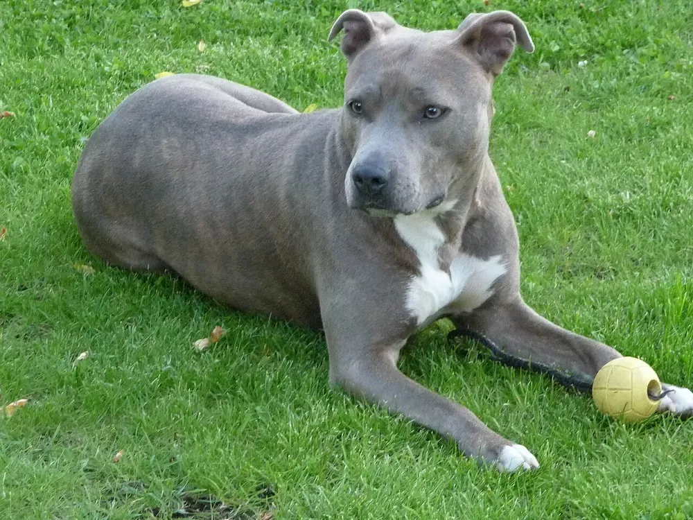 American Staffordshire terrier: foto 5