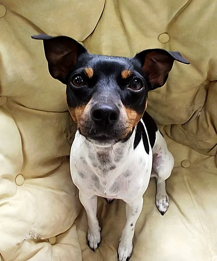 Terrier brasileño: foto 5