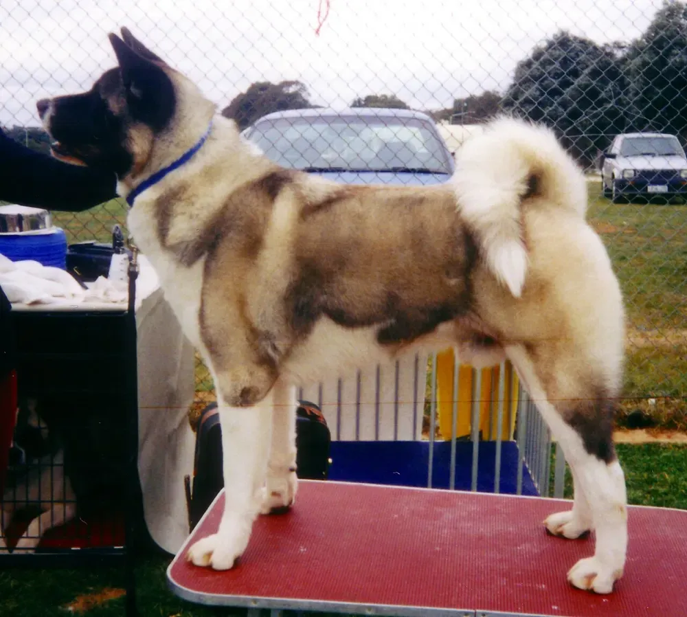Akita americano: foto 5