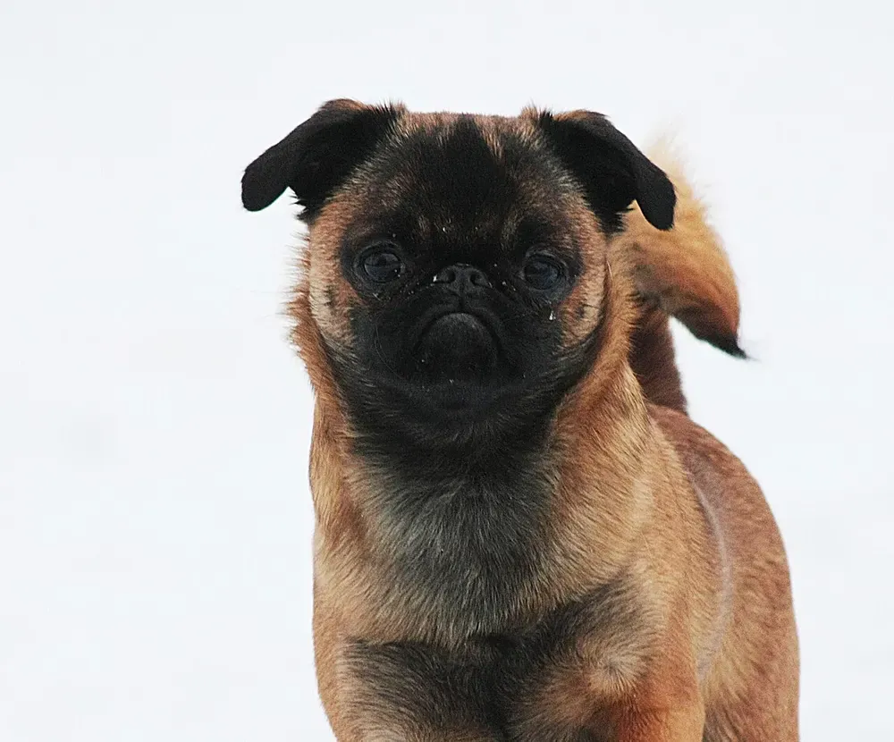 Pequeño brabanzón: foto 5