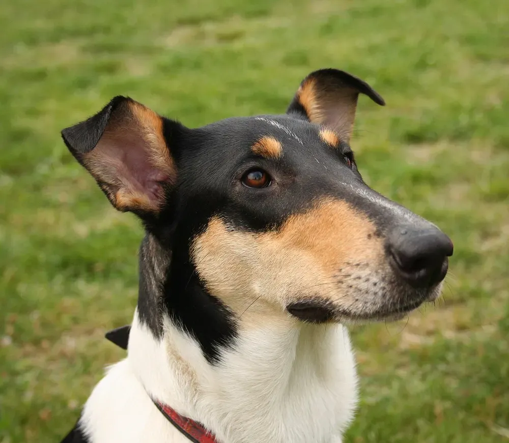 Collie de pelo corto: foto 5