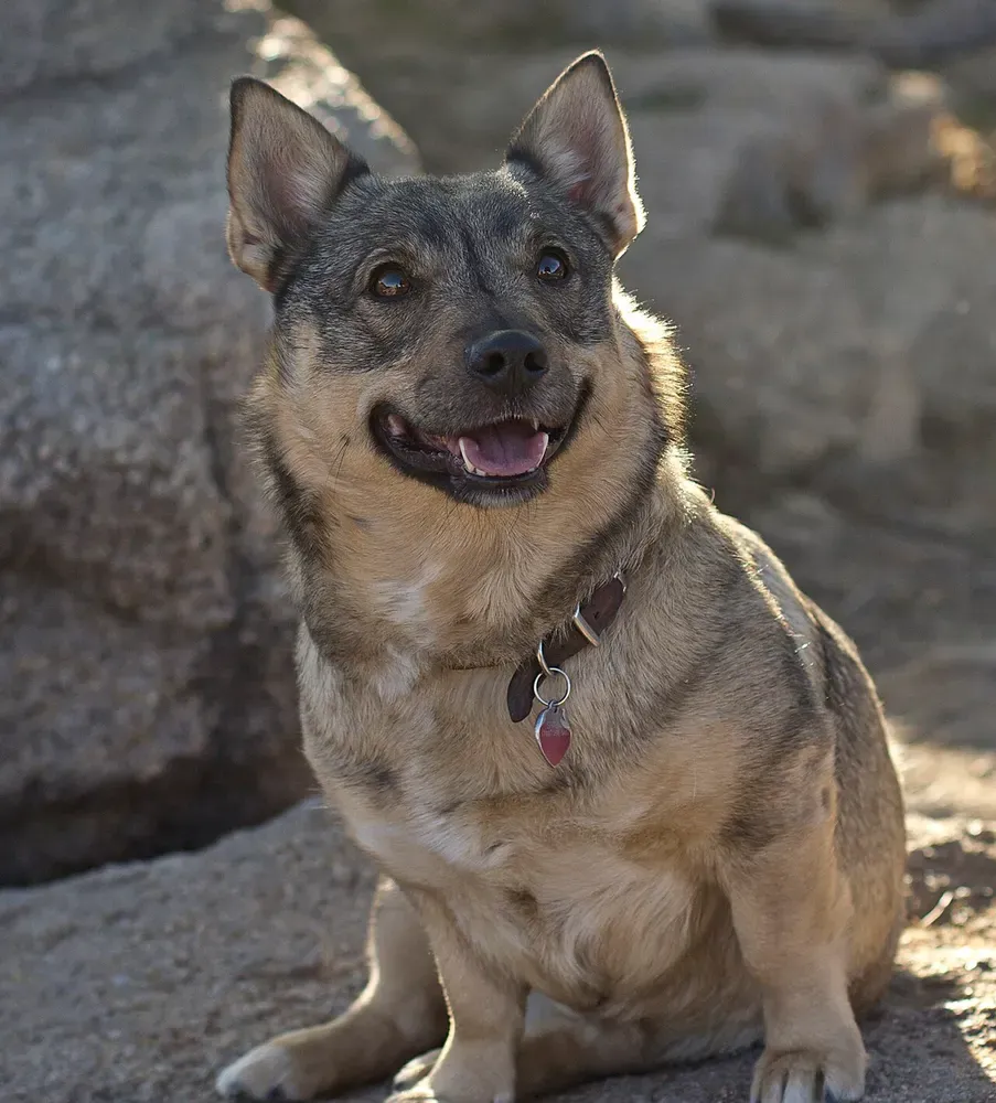 Spitz de Västergötland (Vallhund sueco): foto 5