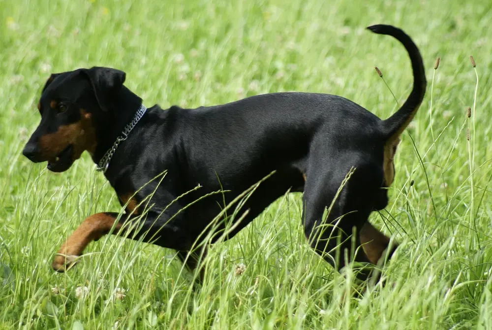 Pinscher alemán: foto 5