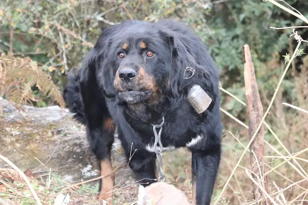 Mastín tibetano: foto 5
