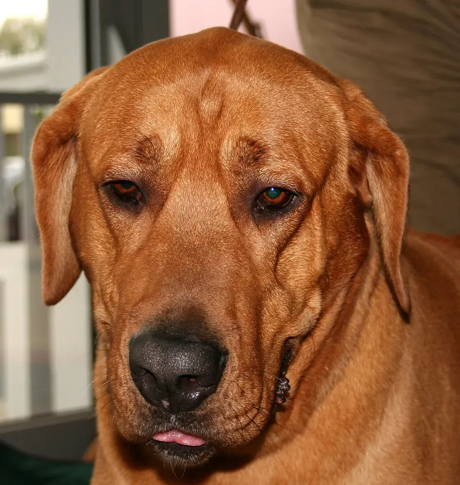 Broholmer: foto 5