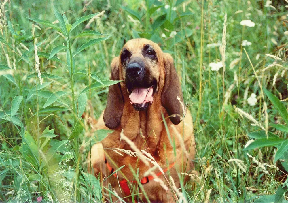 Bloodhound (perro de San Huberto): foto 5