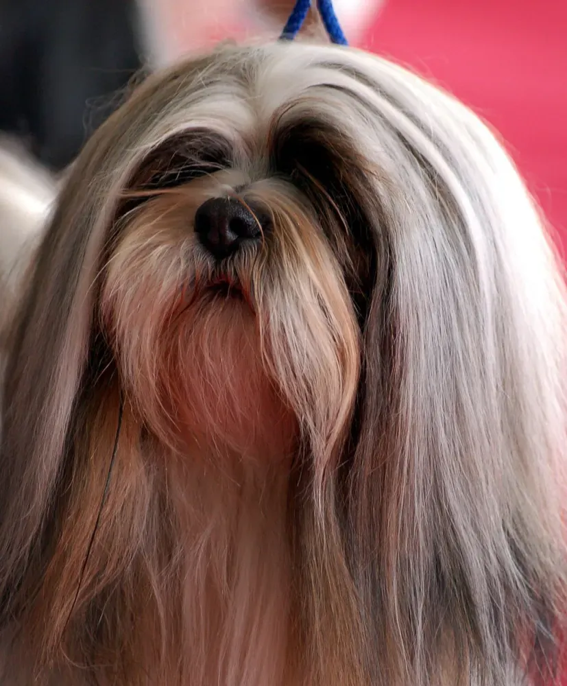 Lhasa apso: foto 5