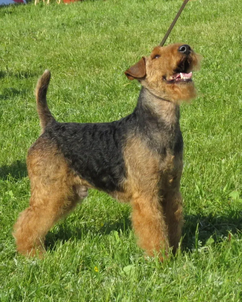 Terrier galés: foto 5