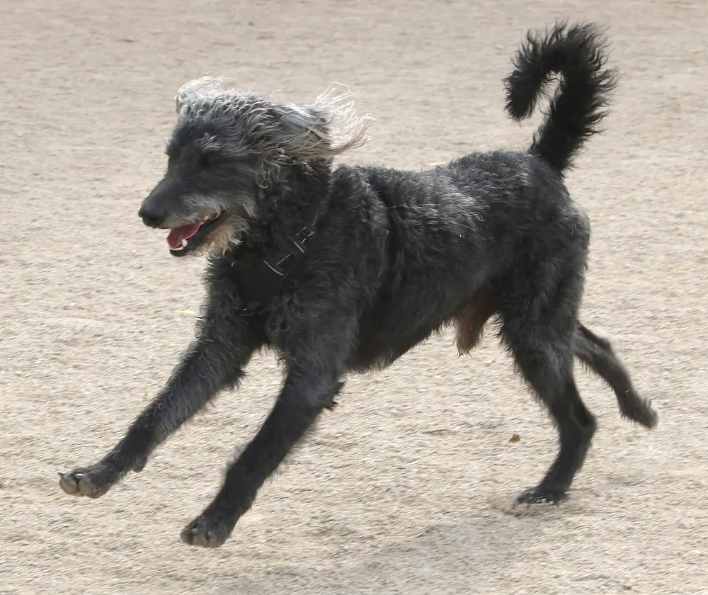 Labradoodle: foto 5
