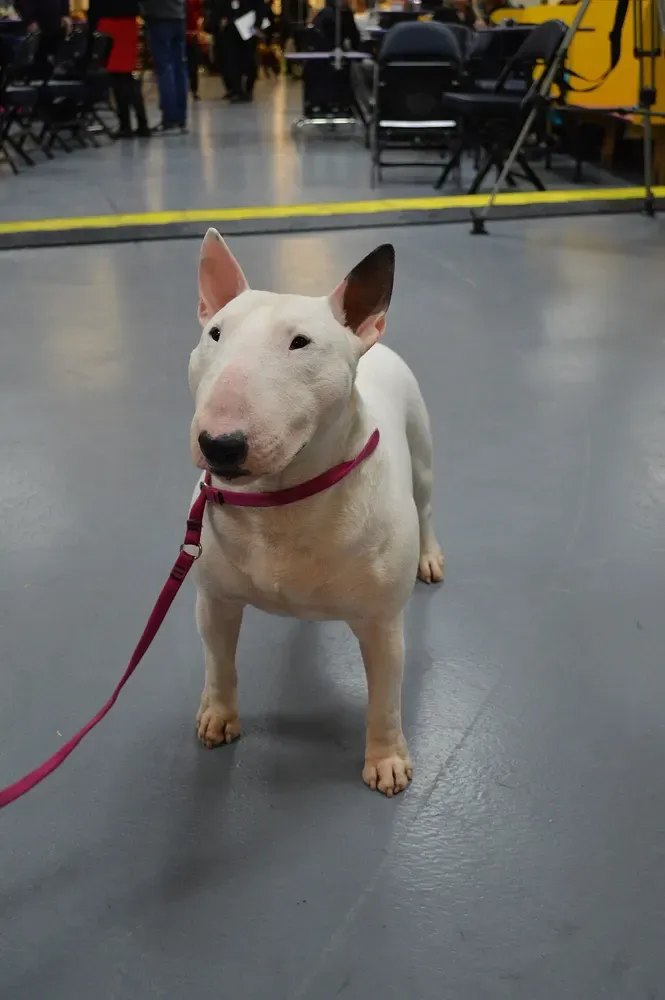 Bull terrier miniatura: foto 5