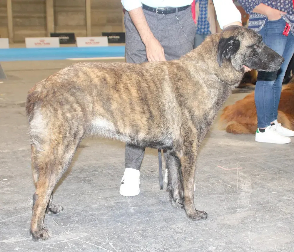 Perro de la Sierra de la Estrela: foto 5
