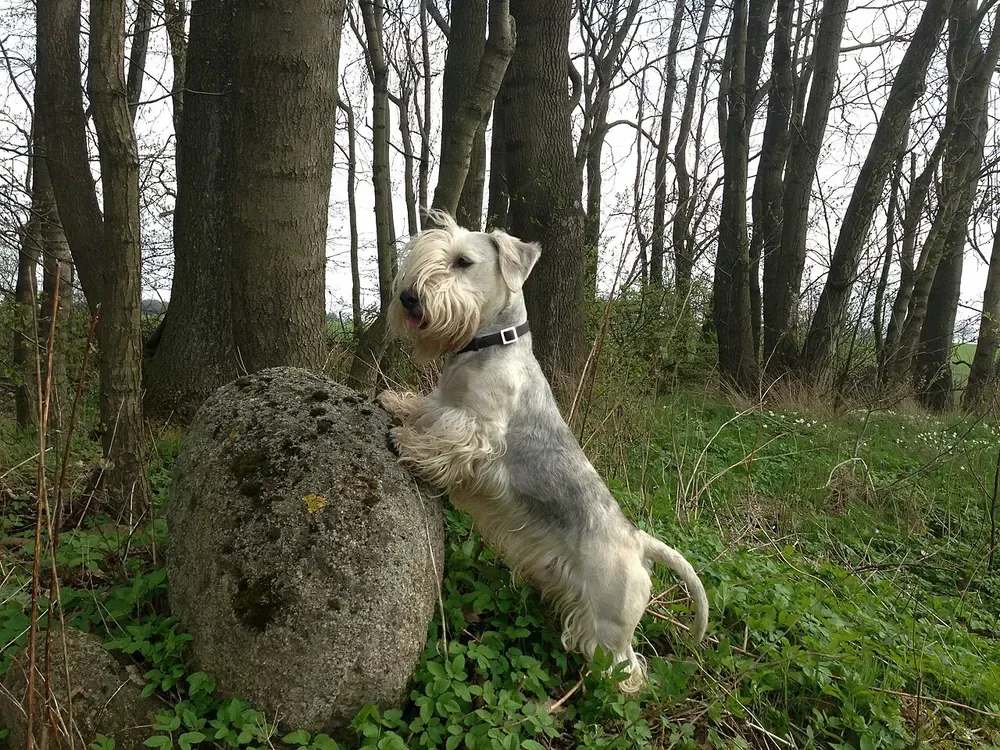 Terrier checo: foto 5