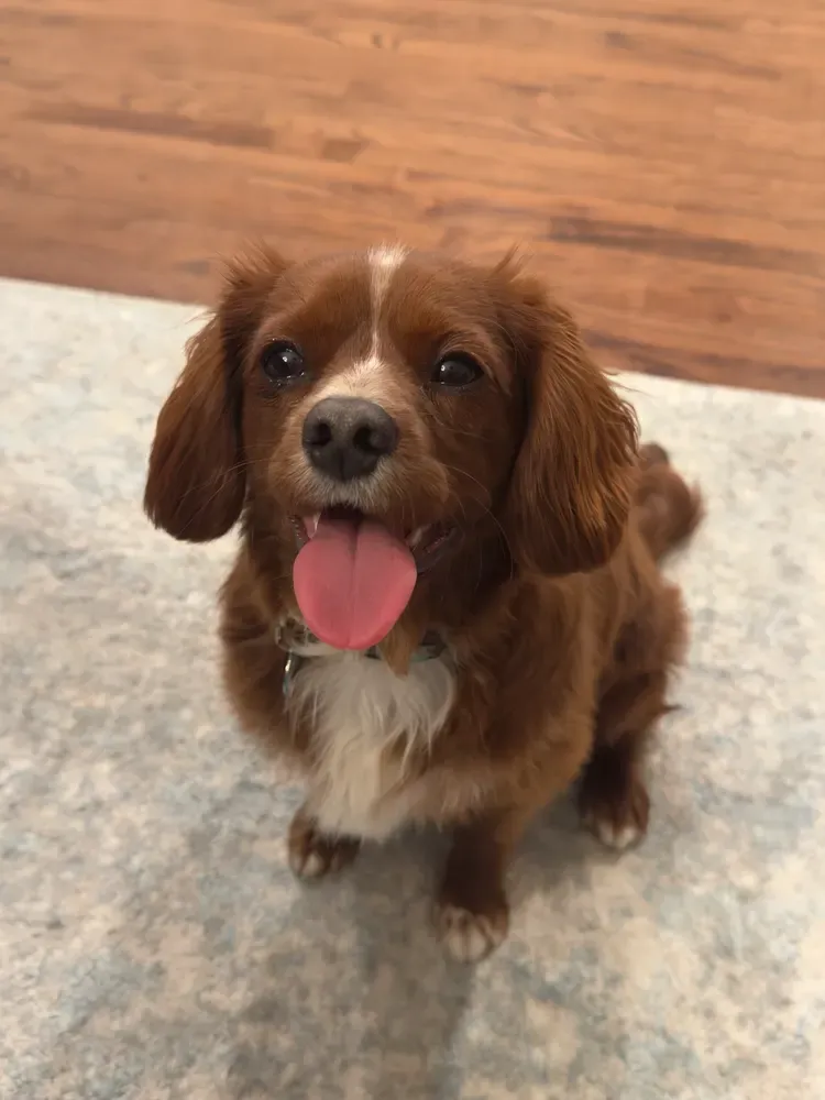 Cavapoo: foto 5