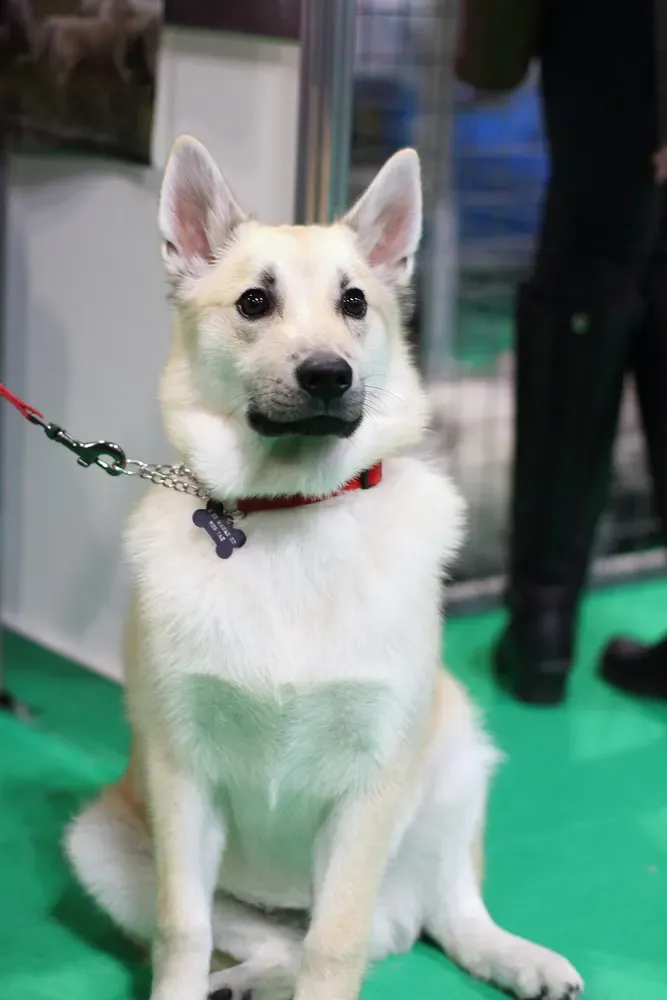 Buhund noruego: foto 5
