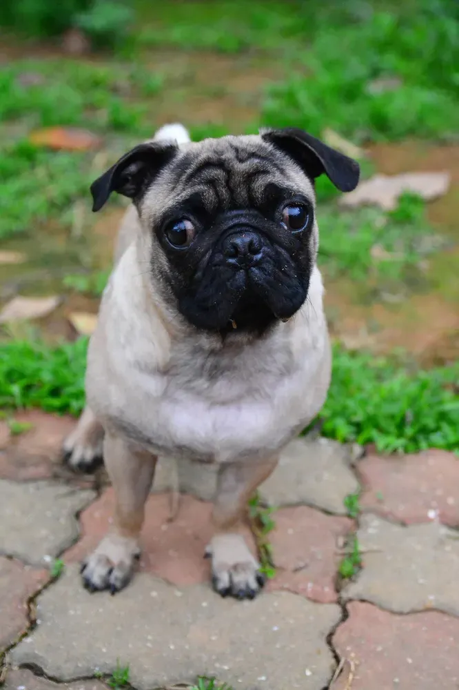 Carlino (pug): foto 5