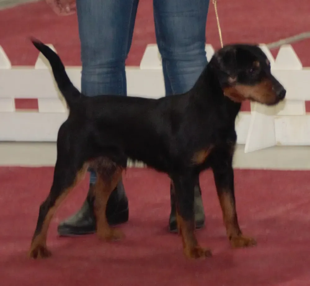 Terrier alemán de caza: foto 5