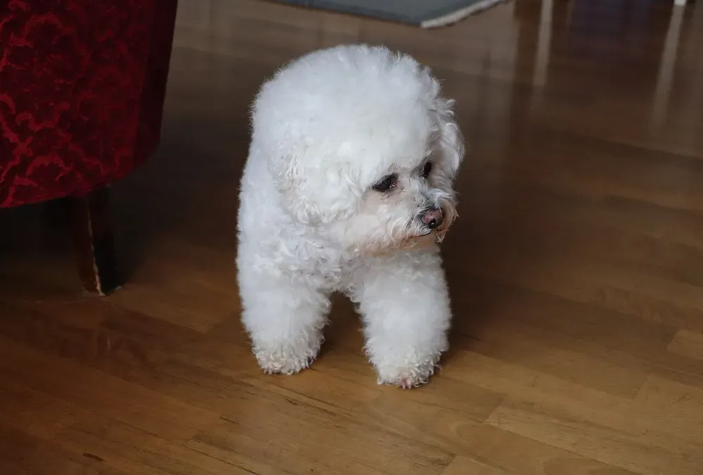 Bichón frisé: foto 5