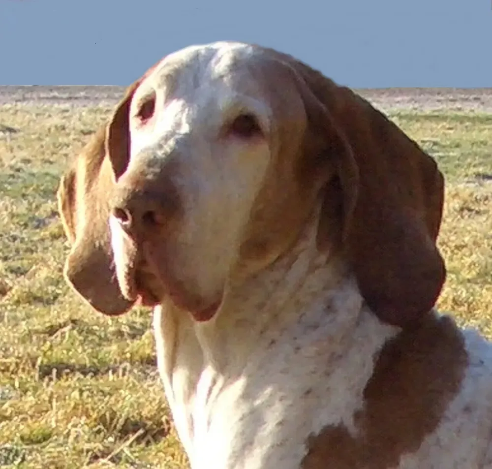Braco italiano: foto 5