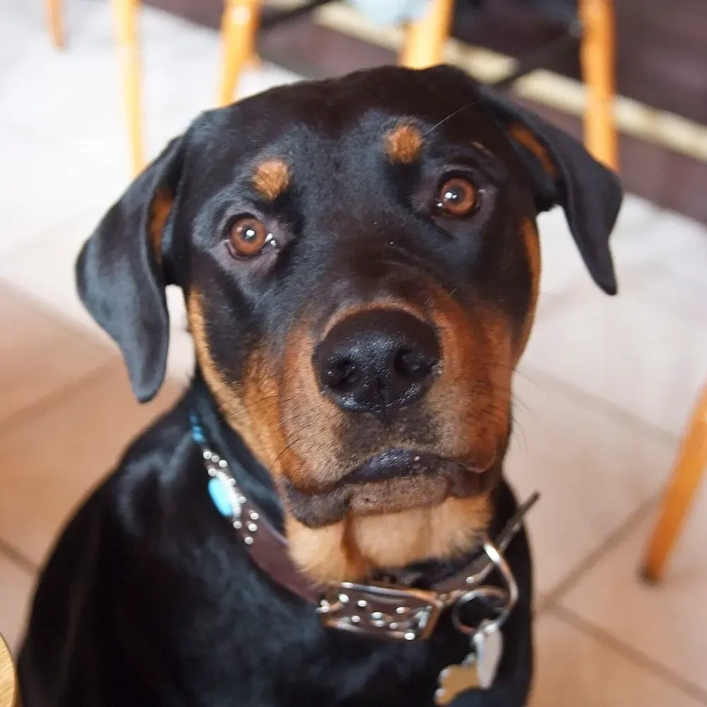 Rottweiler: foto 5