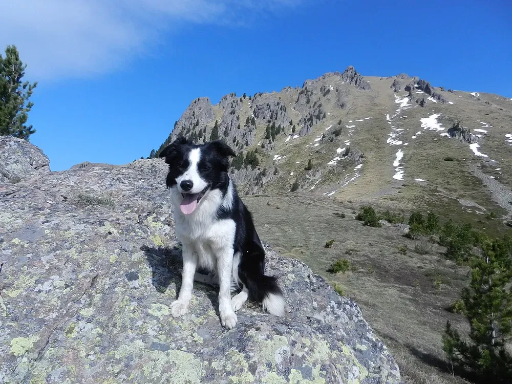 Border collie: foto 5