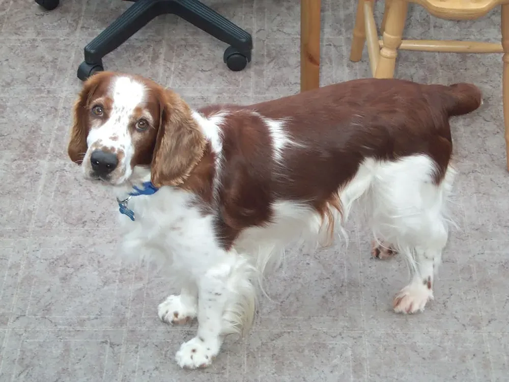 Springer spaniel galés: foto 5