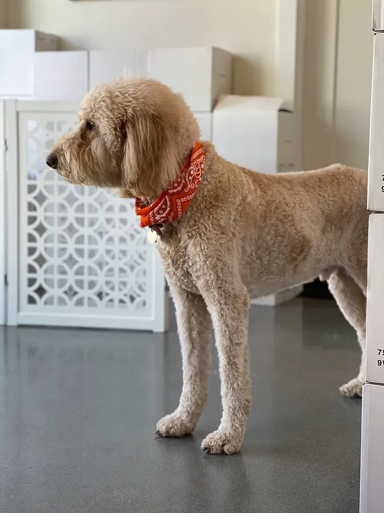Goldendoodle: foto 5