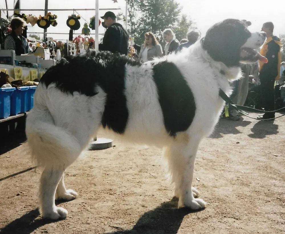 Landseer: foto 5
