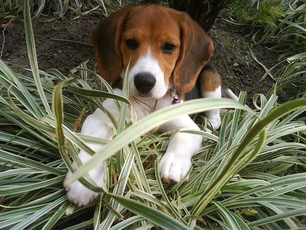 Beagle: foto 5