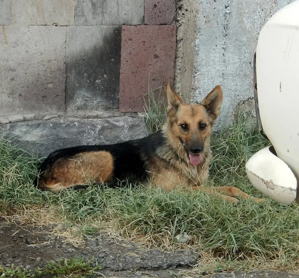 Pastor alemán: foto 5