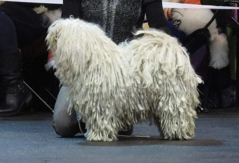 Puli: foto 5