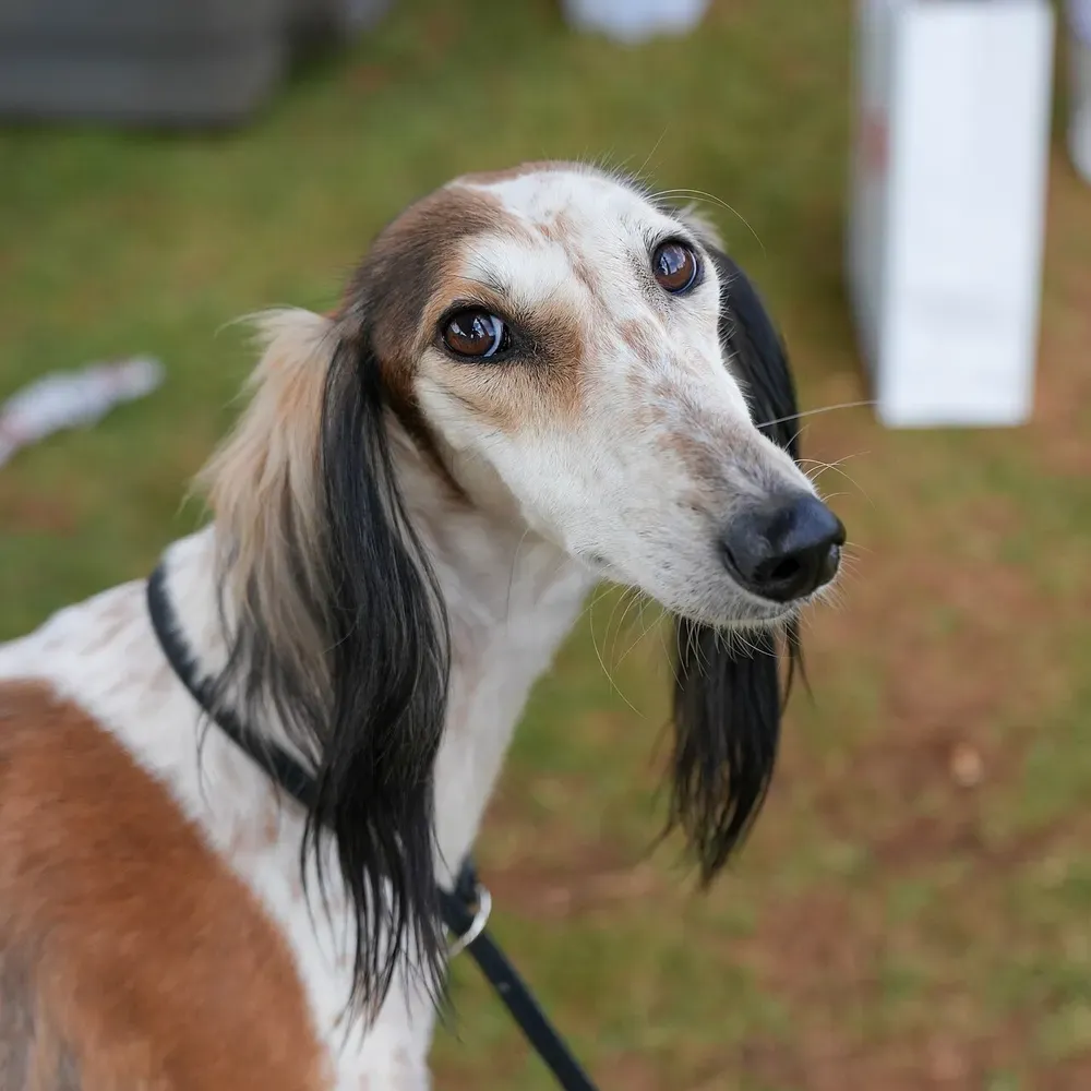 Saluki: foto 5