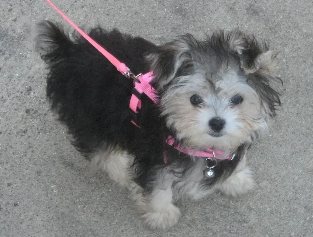 Morkie: foto 5