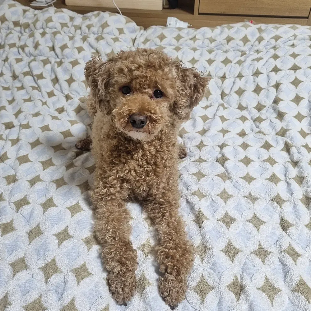 Maltipoo: foto 5