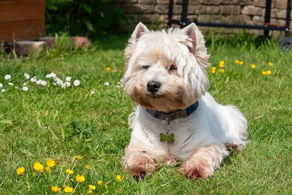 West Highland white terrier (Westie): foto 5