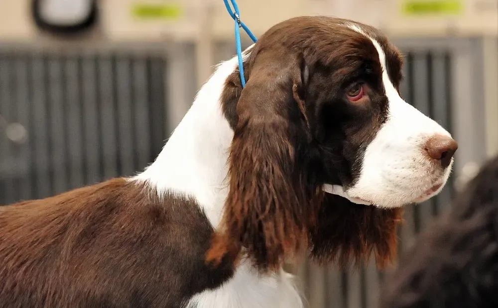Springer spaniel inglés: foto 5