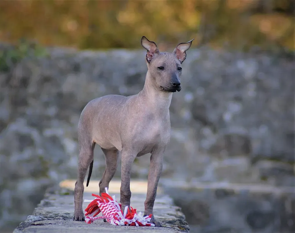 Perro sin pelo del Perú: foto 5