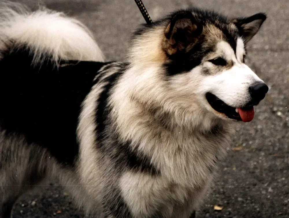 Alaskan malamute: foto 5