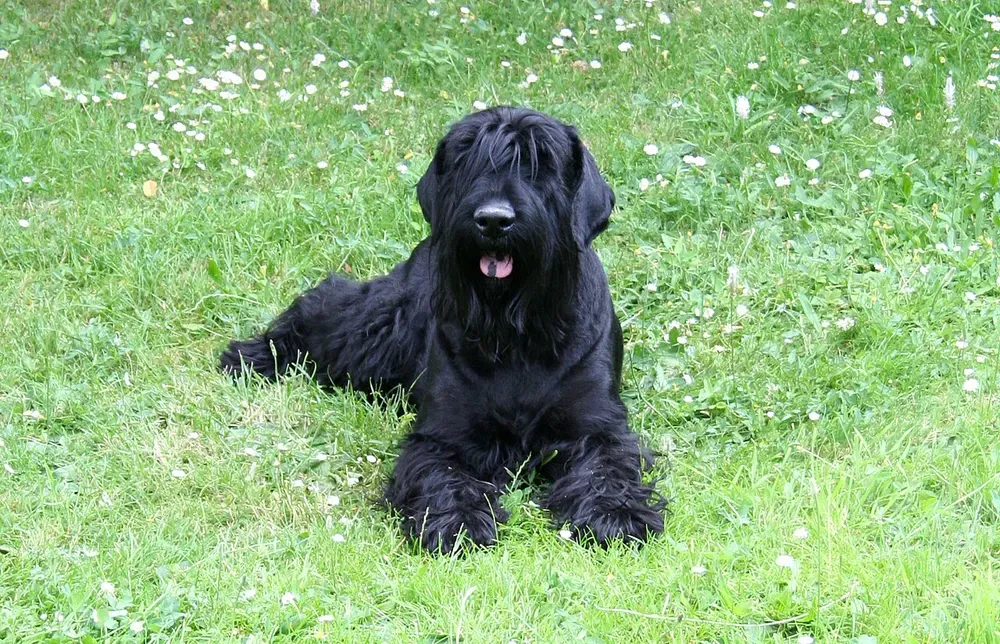 Terrier ruso negro: foto 5