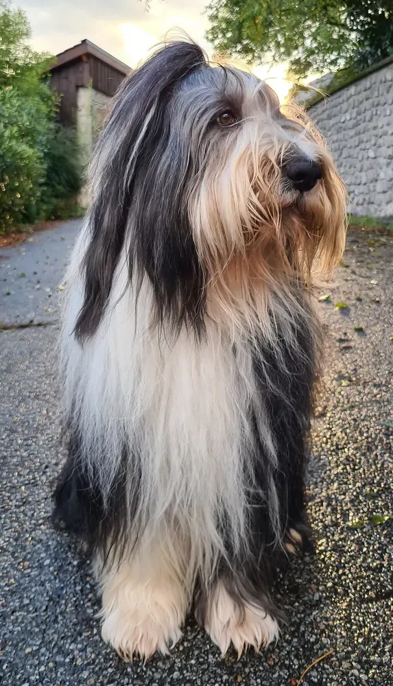 Bearded collie: foto 5