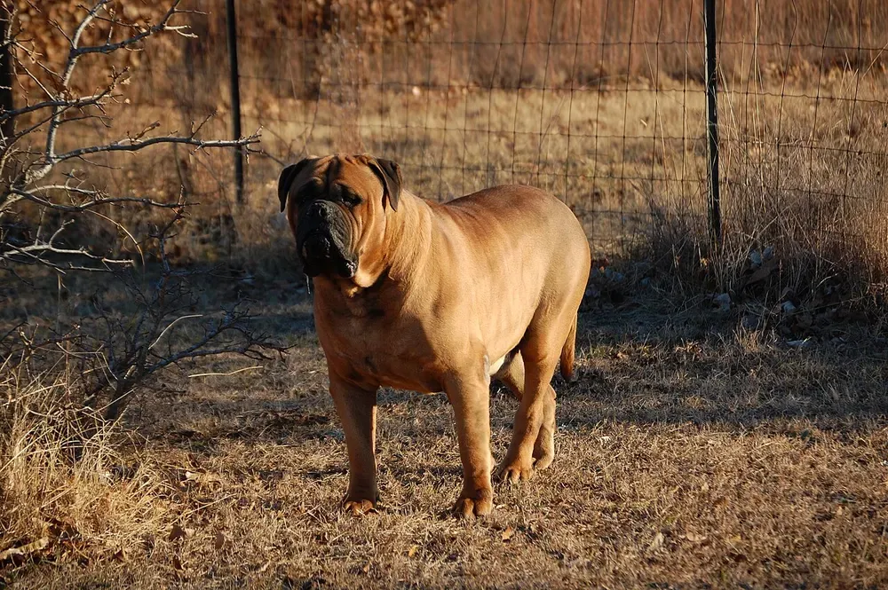 Bullmastiff: foto 5