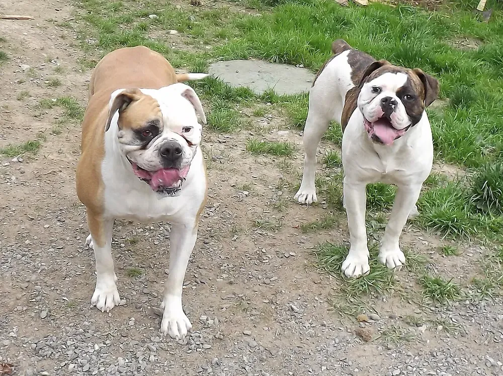 Bulldog americano: foto 5