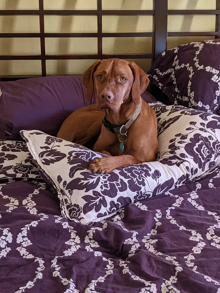 Braco húngaro (Vizsla): foto 5