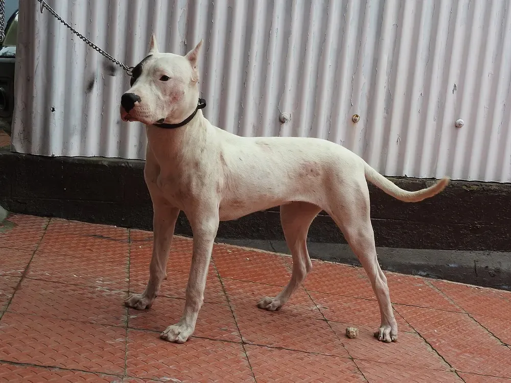 Dogo argentino: foto 5