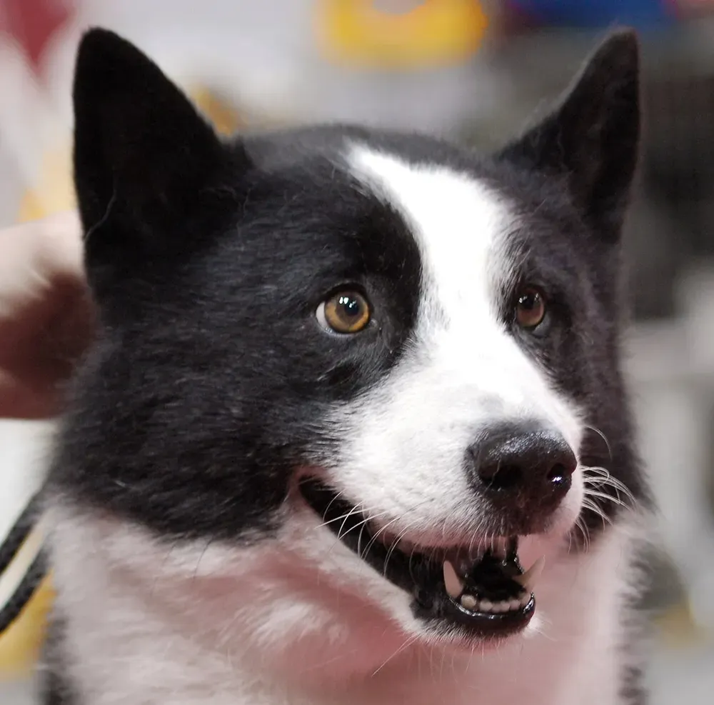 Perro de osos de Carelia: foto 5