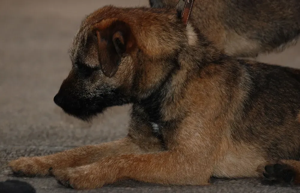 Border terrier: foto 5
