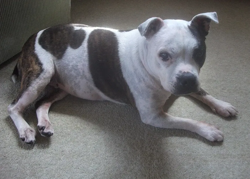 Staffordshire bull terrier: foto 5
