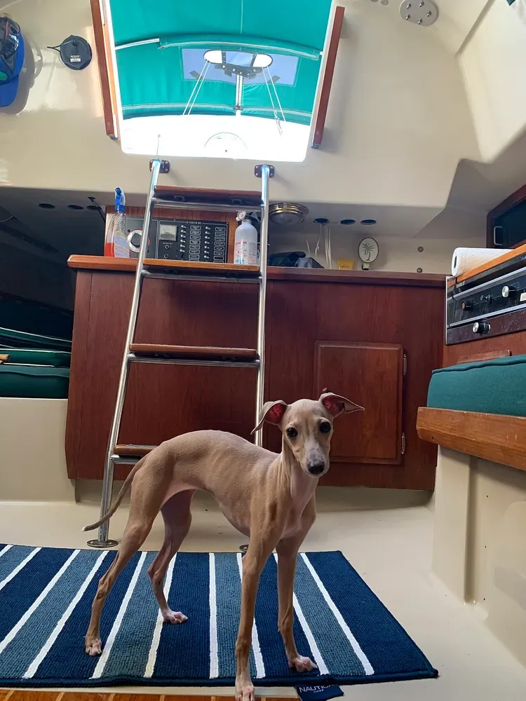 Galgo italiano: foto 5