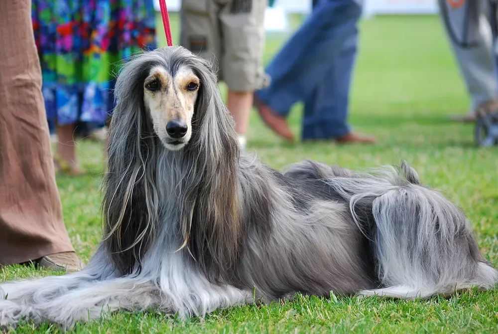 Galgo afgano: foto 5